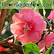 Camellia Japonica 'Elegans', Kamelie 'Elegans', 'Elegans' Kamelie, Kamelie japonica 'Chandleri Elegans', Kamelie japonica 'Chandleri Rubra', Kamelie japonica 'Rote Elegans', Kamelie japonica 'Rosea Chandleri', Herbst blühende Kamelien, Winter blühend Kamelien, Frühling blühende Kamelien, frühe bis mittlere Jahreszeit Kamelien, rote Blumen, rote Kamelien