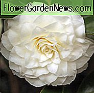 Kamelien Japonica 'Alba Plena', Kamelie 'Alba Plena', 'Alba Plena' Kamelie, Herbst blühende Kamelien, Winter blühende Kamelien, Frühling blühende Kamelien, frühe bis späte Jahreszeit Kamelien, weiße Blüten, weiße Kamelien