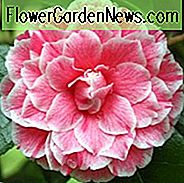 Camellia Japonica 'Herme', Kamelie 'Herme', 'Herme' Kamelie, Kamelie 'Jordan's Pride', Kamelie 'Souvenir d'Henri Guichard', Kamelie 'Hikarugenji', winterblühende Kamelien, blühende Kamelien, mittelblättrige Kamelien, rosa Blüten, Rosa Kamelien