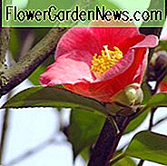 Camellia Japonica 'Korean Fire', Kamelie 'Korean Fire', 'Korean Fire' Kamelie, Cold Hardy Camellias, Rote Blumen, Frühling Kamelien, Frühling blühende Kamelien, Late Season Camellias