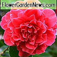 Camellia Japonica 'Kramers Supreme', Kamelie 'Kramers Supreme', 'Kramer's Supreme' Kamelie, winterblühende Kamelien, blühende Kamelien, mittelblättrige Kamelien, rote Blumen, rote Kamelien