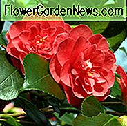 Camellia Japonica 'Lady Campbell', Kamelie 'Lady Campbell', 'Lady Campbell' Kamelie, Camellia 'Campbellii', Kamelie 'Black Beauty', Kamelie 'Göttin des Feuers', Kamelie 'Red Queen', Kamelie 'Margharita', Spring Blooming Kamelien, Kamelienhybriden, Spätjahreskamelien