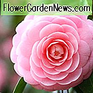 Camellia Japonica 'Pink Perfection', Kamelie 'Pink Perfection', 'Pink Perfection' Kamelie, Camellia 'Otome', Kamelie 'Pink Pearl, Kamelie' Frau Minna Seidel ', Herbst blühende Kamelien, Winter blühende Kamelien, Frühling blühende Kamelien, früh zu Späte Jahreszeit Kamelien, rosa Blüten, rosa Kamelien