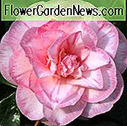 Camellia Japonica 'Frühlingssonne', Kamelie 'Frühlingssonne', 'Frühlingssonnet' Kamelie, winterblühende Kamelien, blühende Kamelien, mitteljährige Kamelien, rosa Blüten, rosa Kamelien