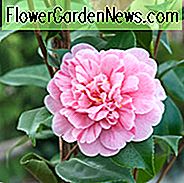 Camellia Japonica 'Tricolor', Kamelie 'Tricolor', 'Tricolor' Kamelie, Kamelie 'Ezo-Nishiki', Kamelie 'Wakanoura Variegated', winterblühende Kamelien, blühende Kamelien, Kamelien der mittleren Jahreszeit, weiße Blumen, weiße Kamelien, Camellia japonica ' Sieboldi