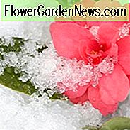 Kamelien, Kamelien, Wie man Kamelien, Kamelienblütenzeit, Kamelieblüte, Japanische Kamelien, Kamelie Japonica, Kamelie Sasanqua, Herbst blühende Kamelie, Winter blühende Kamelien, Frühlingskamelien, Kaltblütige Kamelien,