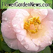 Camellia Japonica 'April Blush', Kamelie 'April Blush', 'April Blush' Kamelie, Cold Hardy Kamelien, Camellia Hybriden, rosa Blüten, Frühlingskamelien, Frühlingsblüher Kamelien, Winter blühende Kamelien, Mittelsaison Kamelien