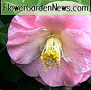 Camellia Japonica 'April Erinnerte', Kamelie 'April Erinnerte', 'April Erinnerte' Kamelie, Cold Hardy Kamelien, Camellia Hybriden, Rosa Blumen, Frühlingskamelien, Frühling Blühende Kamelien, Späte Saison Kamelien