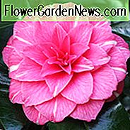 Kamelie Japonica 'April Rose', Kamelie 'April Rose', 'April Rose' Kamelie, Kaltblütige Kamelien, Kamelienhybriden, Rosa Blüten, Frühlingskamelien, Frühlingsblütige Kamelien, Spätblütige Kamelien