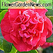Camellia Japonica 'Australis', Kamelie 'Australis', 'Australis' Camellia, winterblühende Kamelien, blühende Kamelien, mittlere Kamelien, rote Blumen, rote Kamelien