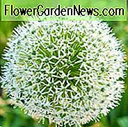 Allium stipitatum 'Weißer Riese', weißer Allium, dekorative Zwiebel 'weißer Riese', Frühlings-Birnen, Frühlings-Blumen, später Frühlings-Blüte, Frühsommer-Blüte