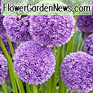 Allium Seine Exzellenz, Zierzwiebel 'Seine Exzellenz', Zierlauch 'Seine Exzellenz', Frühlingszwiebeln, Frühlingsblumen, Purpurblüten, Spätfrühlingsblumen, Hirschresistente Blüten