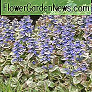 Ajuga Reptans 'Burgund Glow', Bugle 'Burgund Glow', Teppich Bugle 'Burgund Glow', Ajuga 'Burgund Glow', Bugleweed 'Burgund Glow', Carpetweed 'Burgund Glow'