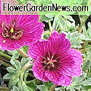 Geranium (Cinereum Group) 'Purple Pillow', Cranesbill 'Purple Pillow', Ashy Cranesbill, Geranium cinereum 'Purple Pillow', Geranium 'Purple Pillow', Hardy Geraniums, Best geraniums, Best Border Geranium, paarse geranium