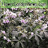 Geranium maculatum 'Espresso', gevlekte kraanvogel 'Espresso', winterharde geraniums, beste geraniums, beste rotstuin geranium, roze geranium, donkere bladeren geranium