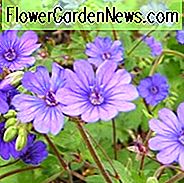 Geranium pyrenaicum 'Bill Wallis', Mountain Cranesbill 'Bill Wallis', Hardy Geraniums, Beste geraniums, Beste rotstuin Geranium, Blauwe geranium, Paars geranium