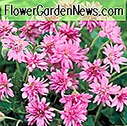 Geranium × oxonianum f. thurstonianum 'Southcombe Double', Thurston's cranesbill 'Southcombe Double', Geranium 'Southcombe Double', Hardy Geraniums, Beste geraniums, roze geranium, roze bloemen, Double Geranium