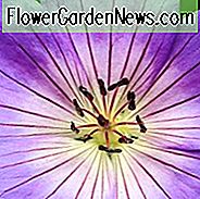 Winterharde geranium, winterharde geraniums, beste winterharde geraniums, wintergroene winterharde geraniums, wintergroene boomrib, langbloeiende geraniums, schaduwplanten, schaduwplanten, bodembedekkers, bodembedekkers