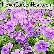 Winterharde geranium, winterharde geraniums, beste winterharde geraniums, grote winterharde geraniums, kraanvogels, beste jaarranken, bodembedekkers, dekkingsomslagen