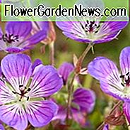 Geranium 'Sweet Heidy', Cranesbill 'Sweet Heidy', Hardy Geranium, Roze Geranium, Roze bloemen, Schaduwgeranium