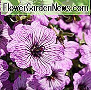 Geranium (Cinereum Group) 'Ballerina', Cranesbill 'Ballerina', Ashy Cranesbill, Geranium cinereum 'Ballerina', Geranium 'Ballerina', Hardy Geraniums, Beste geraniums, Beste Border Geranium, roze geranium