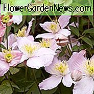 Clematis Elizabeth, Clematis montana 'Elisabeth', Clematis montana var. Rubens 'Elizabeth', Gruppe 1 Clematis, duftende Clematis, duftende Clematis, Clematis montana Rubens, rosa Clematis, Krankheitsresistente Clematis