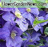 Clematis 'General Sikorski', Großblumige Clematis 'General Sikorski', Gruppe 2 Clematis, Purpur Clematis, Clematis Rebe, Clematis Plant, Blumen Reben, Clematis Flower, Clematis Pruning,