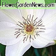 Clematis 'Henryi', großblumige Clematis 'Henryi', Gruppe 2 Clematis, weiße Clematis, Creme Clematis, Clematis Rebe, Clematis Plant, Blumen Reben, Clematis Flower, Clematis Pruning