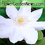 Clematis 'Huldine', Gruppe 3 Clematis, weiße Clematis, Clematis Rebe