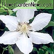 Clematis 'Hyde Hall', Großblumige Clematis 'Hyde Hall', Gruppe 2 Clematis, weiße Clematis, Clematis Clematis, Clematis Rebe, Clematis Plant, Blumen Reben, Clematis Flower, Clematis Pruning