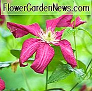 Clematis 'Madame Julia Correvon', Clematis Viticella 'Madame Julia Correvon', Gruppe 3 Clematis, rote Clematis, Clematis viticella