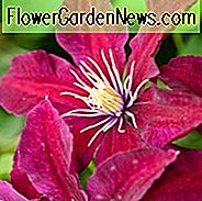 Clematis 'Niobe', Frühblütige Clematis 'Niobe', Gruppe 2 Clematis, rote Clematis, Clematis Rebe, Clematis Plant, Blumen Reben, Clematis Flower, Clematis Pruning
