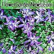 Clematis 'Venosa Violacea', Clematis Viticella 'Venosa Violacea', Gruppe 3 Clematis, violette Clematis, Clematis viticella