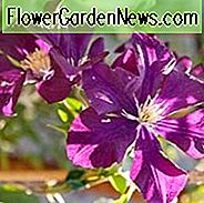 Clematis 'Warszawska Nike', frühe großblumige Clematis 'Warszawska Nike', Clematis 'Warschauer Nike', Gruppe 2 Clematis, lila Clematis, Clematis Rebe, Clematis Plant, Flower Reben, Clematis Flower, Clematis Pruning
