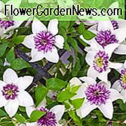 Clematis florida var. florida 'Sieboldiana', Clematis 'Sieboldiana', Clematis florida var. sieboldiana, Clematis florida var. Bicolor, Gruppe 2 Clematis, Bicolor Clematis, Clematis Rebe, Clematis Plant, Flower Reben, Clematis Flower, Clematis Pruning