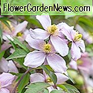 Clematis montana var. Rubens 'Pink Perfection', Clematis 'Pink Perfection', Gruppe 1 Clematis, duftende Clematis, duftende Clematis, Clematis montana Rubens, rosa Clematis, Krankheitsresistente Clematis