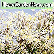 Clematis paniculata, süße Herbst-Clematis, wohlriechende Clematis, duftende Clematis, weiße Clematis, Krankheits-beständige Clematis