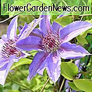 Immergrüne Clematis-Gruppe, Clematis alpina-Gruppe, Clematis macropetala Gruppe, Clematis montana Gruppe, frühe großblütige Clematisgruppe, spät großblütige Clematisgruppe, krautige Clematisgruppe, Viticella Clematisgruppe, Texensis Clematisgruppe, Orientalis clematis Gruppe