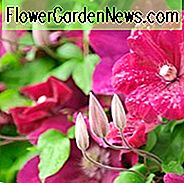Containerpflanzung, Containeranbau, Clematis für kleine Gärten, Clematis für Balkone, Clematis für Container, großblumige Clematis, frühe Clematis, späte Clematis