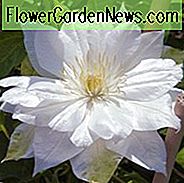 Clematis Herzogin von Edinburgh, Großblütige Clematis-Herzogin von Edinburgh, Gruppe 2 Clematis, weiße Clematis, Sahne Clematis, Clematis-Rebe, Clematis-Anlage, Blumen-Reben, Clematis-Blume, Clematis-Beschneidung