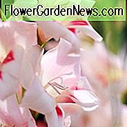 Schwertlilie 'Elvira', Gladiole 'Elvira', Gladiolus nanus Elvira, Zwerggladiole Elvira, Zwergfroh, glaieul Elvira