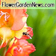 Schwertlilie 'Kleiner Liebling', Hardy Gladiolus 'Kleiner Liebling', Zwerg froh Kleiner Liebling, glaieul Kleiner Liebling, Miniatur Gladiole 'Kleiner Liebling', Gladiolus primulinus 'Kleiner Liebling'
