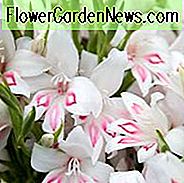 Schwert Lily 'Nymph', Gladioli 'Nymphe', Gladiolus nanus Nymphe, Zwerggladiole Nymphe, Zwergfroh, Glaieul Nymphe, Miniatur Gladiolen Nymphe