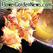 Schwertlilie 'Prinzessin Margaret Rose', Gladiolen 'Prinzessin Margaret Rose', Gladiola 'Prinzessin Margaret Rose', Gladiolen x Hortulanus 'Prinzessin Margaret Rose', gelbe Schwertlilien, Gladiolen 'Prinzessin Margaret Rose'