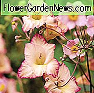 Schwertlilie Priscilla, Gladiola Priscilla, Gladiolus x Hortulanus Priscilla