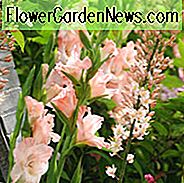 Schwertlilie 'Rosen Supreme', Gladiolen 'Rosen Supreme', Gladiola 'Rosen Supreme', Gladiolen x Hortulanus 'Rosen Supreme', Rosa Schwertlilien, Gladiolen 'Rose Supreme'