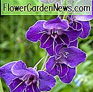 Schwertlilie 'Violetta', Gladiolen 'Violetta', Gladiola 'Violetta', Gladiolen x Hortulanus 'Violetta', Lila Schwertlilien, Gladiolen 'Violetta'