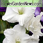 Schwertlilie 'Weißer Wohlstand', Gladiolus 'Weißer Wohlstand', Gladiola 'Weißer Wohlstand', Gladiole x Hortulanus 'Weißer Wohlstand', Weiße Schwertlilien