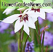 Gladiolus Murielae, Abessinier Gladiole, Pfau-Blume, Acidanthera, duftender Gladiolus, Schwert-Lilie, Pfau-Orchidee