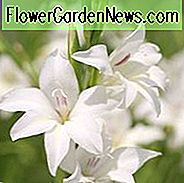 Schwertlilie 'Albus', Weiße Schwertlilie, Hardy Gladiole 'Albus', Gladiolus x Colvillei 'Albus', Gladiolus nanus 'Albus'